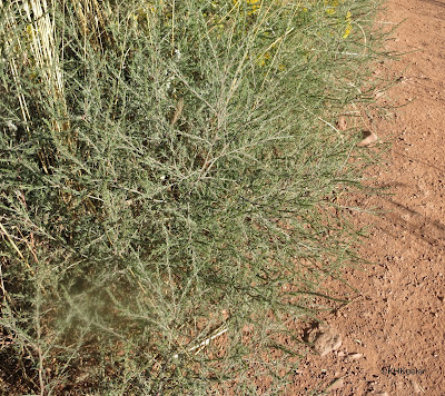 young tumbleweed