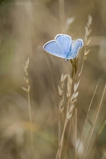 Polyommatus coridon