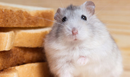 Jenis Makanan yang Tidak Boleh Dimakan Hamster