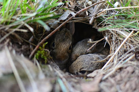 Funny animals of the week - 7 February 2014 (40 pics), three cute bunnies in their nest