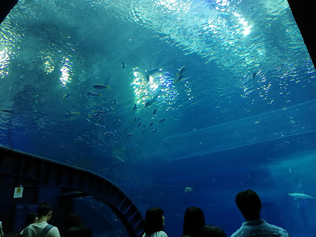 美ら海水族館