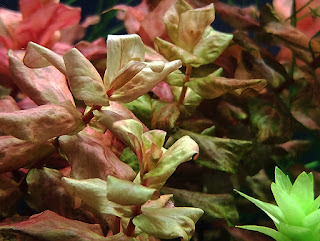 ロタラ マクランドラ　斑入り　Rotala macrandra ”variegate”