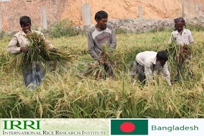 IRRI Job Circular 2015