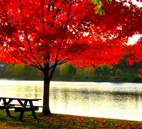 30 types of flowers Red Autumn Maple Tree | 500 x 453