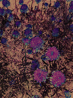 480x640 Px Mobile Wallpaper for [Android Mobile]