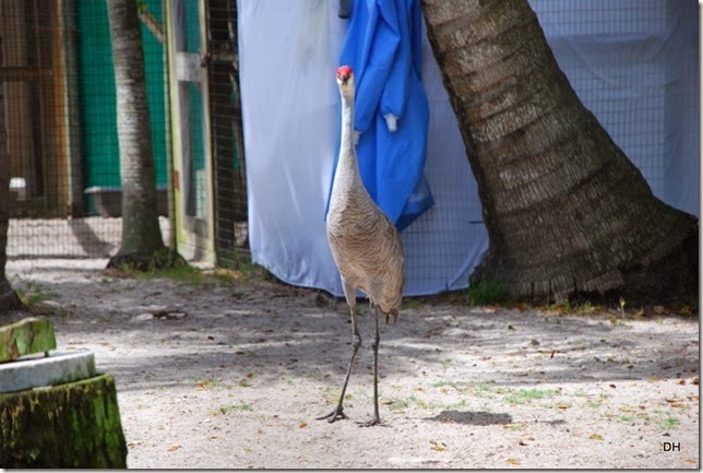 03-13-15 A Wildlife Park in Punta Gorda (34)