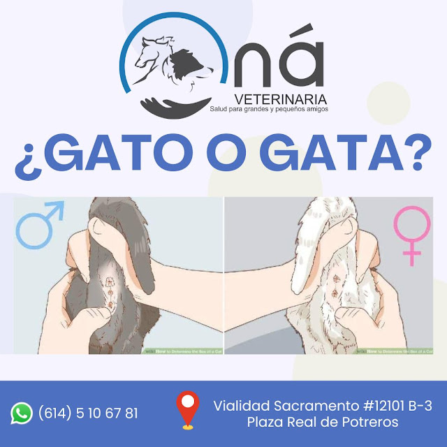 gato o gata