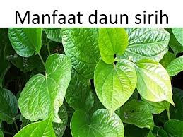 gambar daun sirih