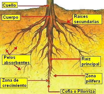 Raíz indicando sus partes