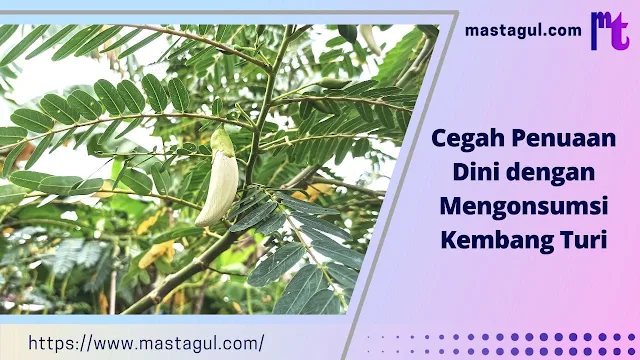 Cegah Penuaan Dini dengan Mengonsumsi Kembang Turi