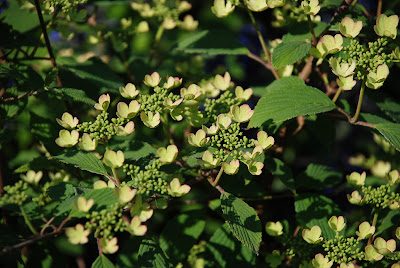 Viburnum plicatum 'Pink Beauty'