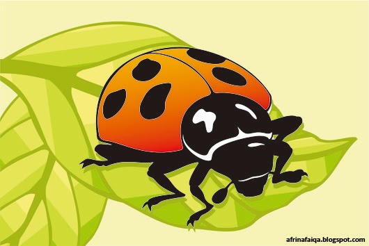  Kumbang  Koksi Pemakan Kutu Daun Dunia Afrina