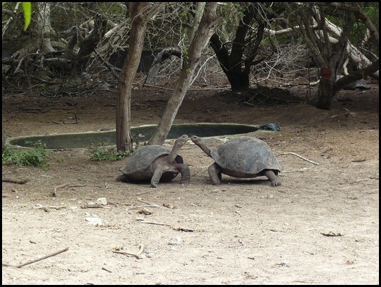 70. A punto de pelear - Viaje a Ecuador y Galápagos