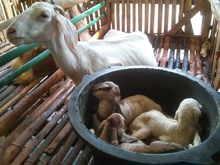 Supriyadi: Tip Merawat Anak Kambing Dari Para Juragan ...