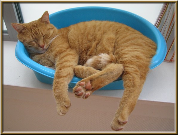 Caramel 08 2011