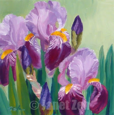 purple iris