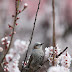 目立たない鳥ですが，ヒヨドリです。