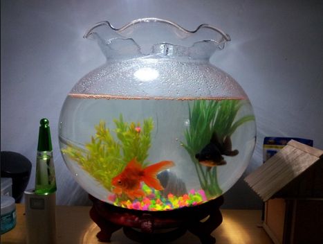 Model Aquarium Toples Unik Harga Murah