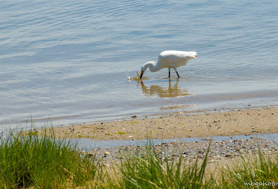 bird in Chatham Massachusetts photo by mbgphoto