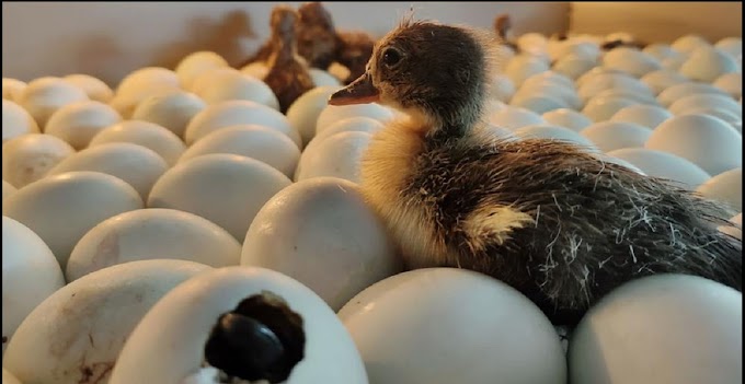 Ördek, Kaz Yumurtası Nasıl Saklanmalı ?