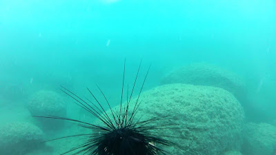 sea urchins,jellyfish,crabs