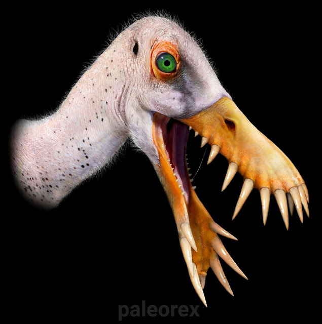 Доригнат (Dorygnathus)