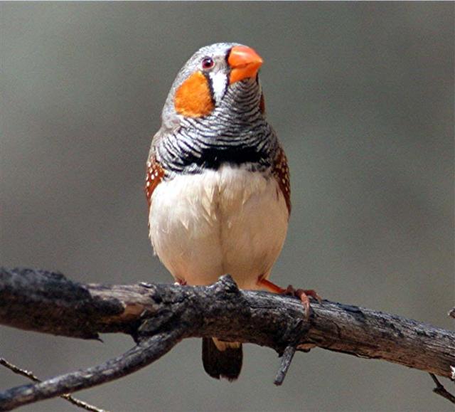 Pet Birds Finches