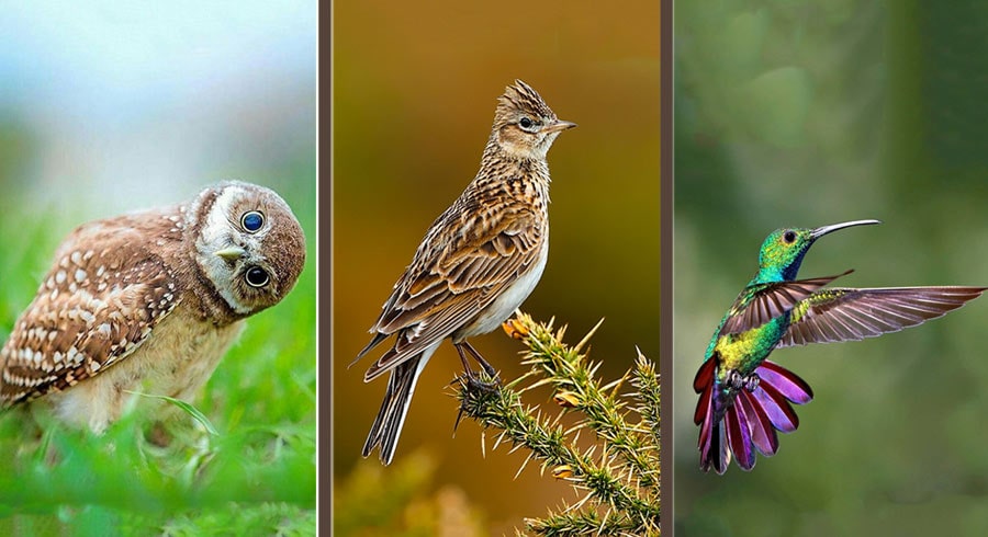 Test: ¿Eres búho, alondra o Colibrí? 