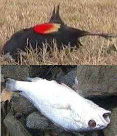 dead birds and fish in arkansas