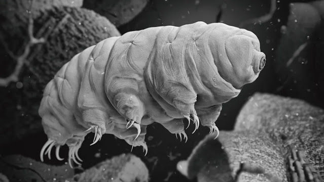 nuevo tardigrado del desierto curiosciencia