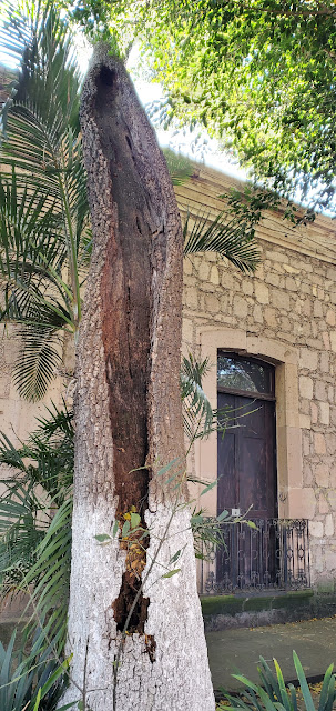 a tree scared from lightening with Mexican colonial facade in background