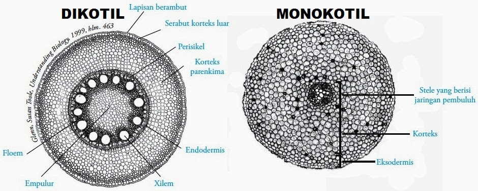 biologi biologi