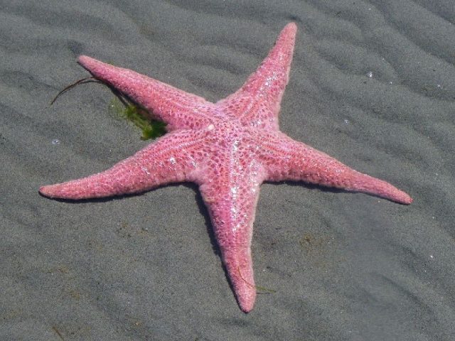 Fantastic Sea Ciri  ciri  dan Fakta Mengenai Bintang  Laut 