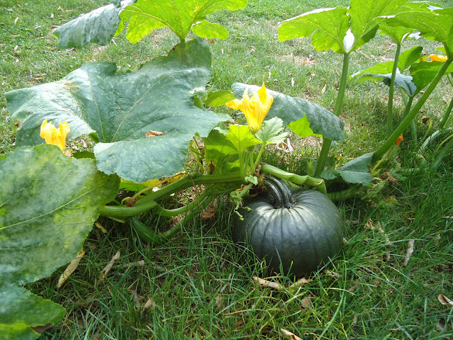 organic pumpkin