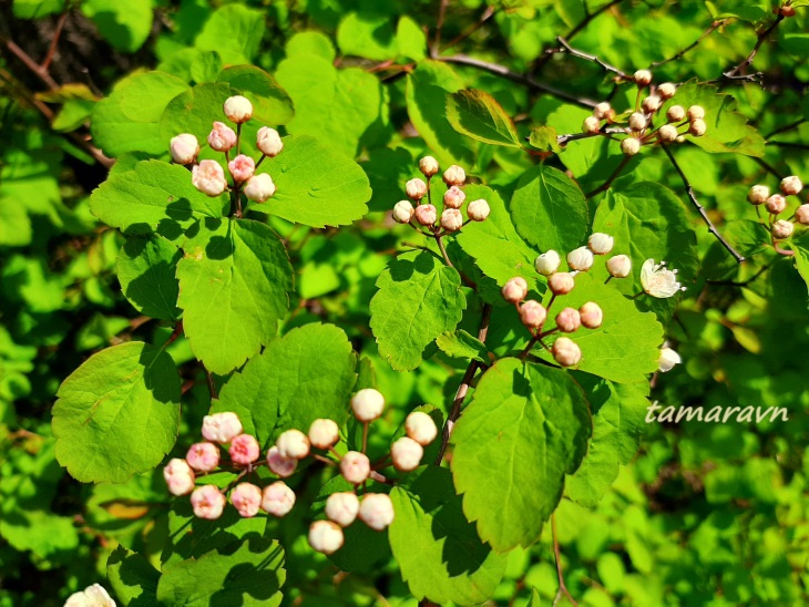 Спирея уссурийская / Таволга уссурийская (Spiraea ussuriensis)