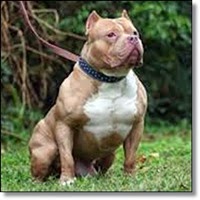 Picture of pit bull