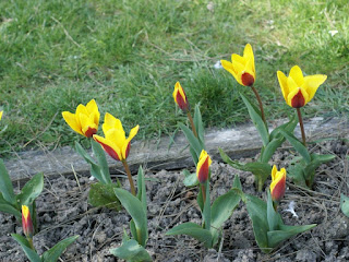 Tulipa kaufmanniana 'Giuseppe Verdi' - Tulipe Giuseppe Verdi - Tulipe de Kaufmann