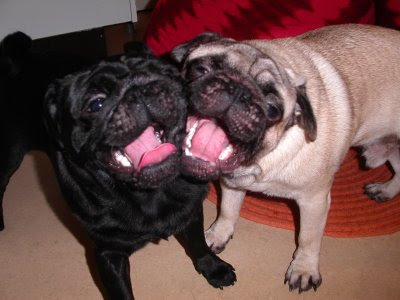 More Random Pug Pictures. Can you believe it? I still haven't run out yet.
