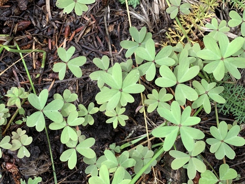 Кислица голубая (Oxalis caerulea)