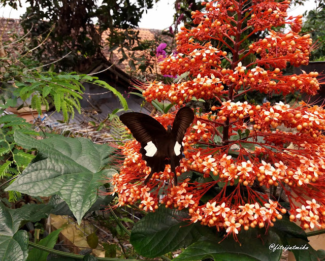 Papilio helenus (Red Helen)