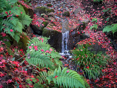 Autumn leaves at the stream: Sankei-en (Yokohama)