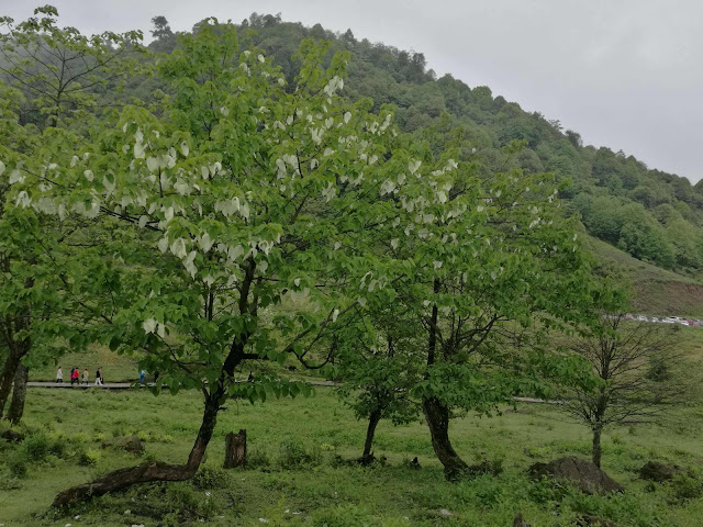 Davidia involucrata Baill