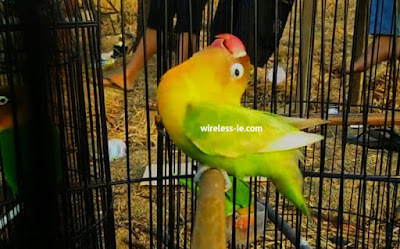 Cara Merawat Lovebird 