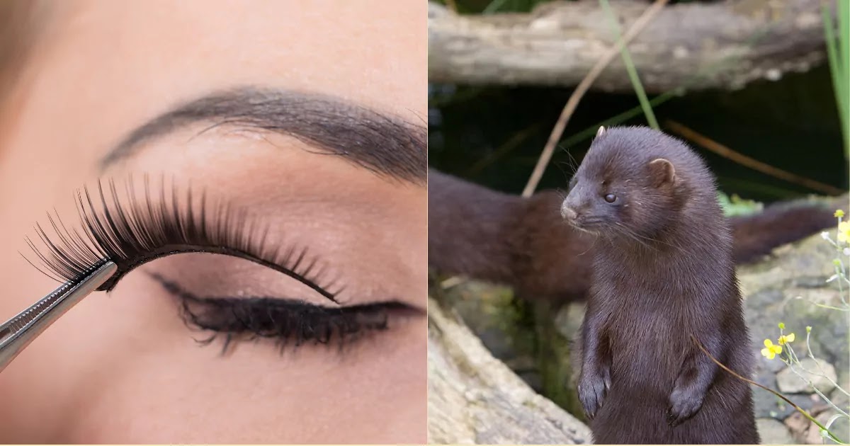 PETA Victory As Sephora Bans Selling Mink Fur Eyelashes After Activists Expose Cosmetic Companies' Terrible Treatment Of The Critically Endangered European Mink