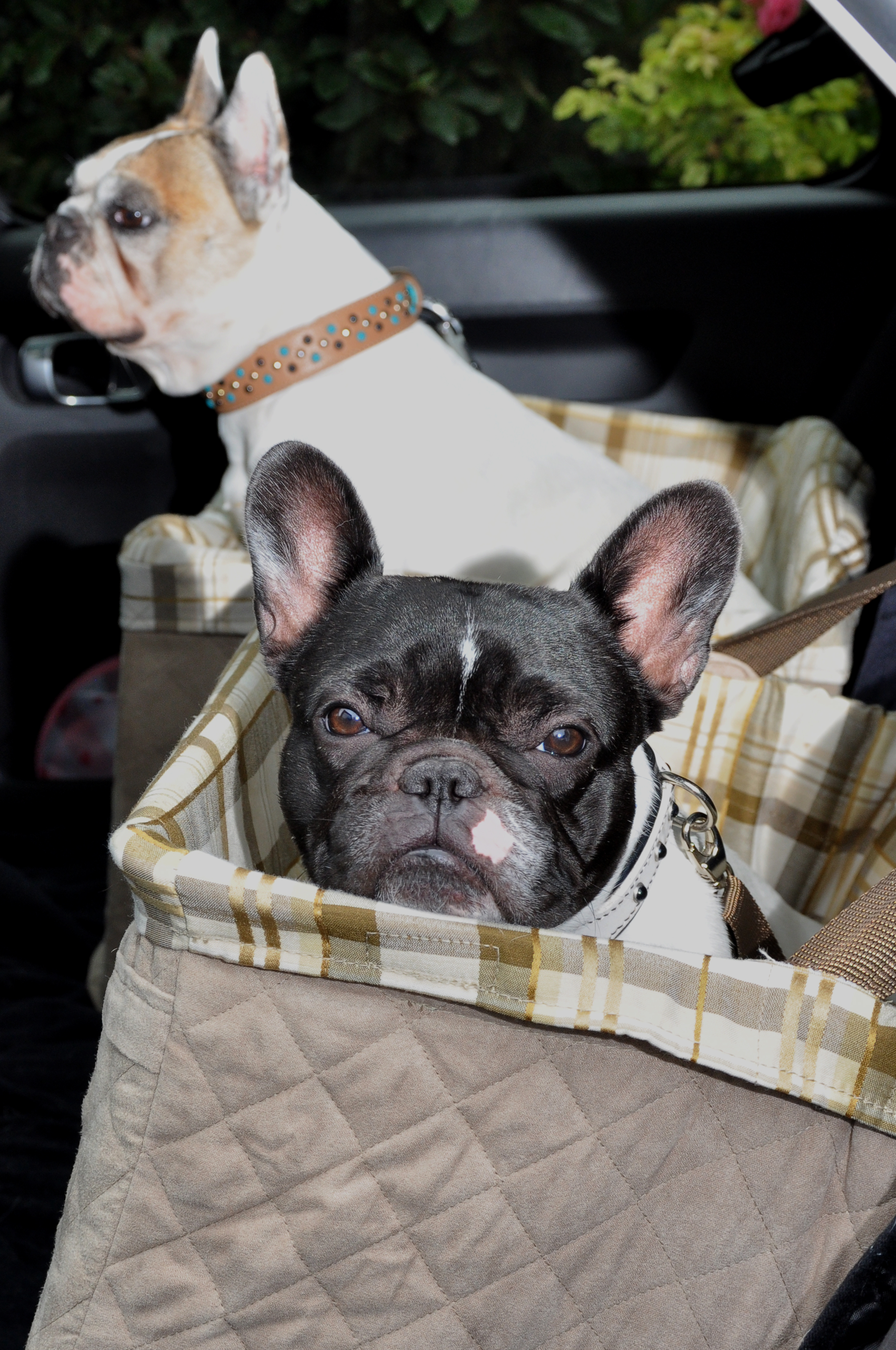 Le siège auto : parfait pour les petits chiens