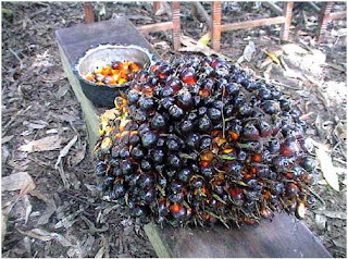 Crude Palm Oil Processing