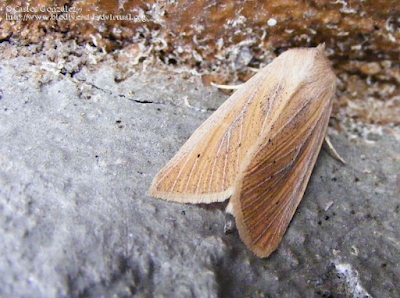 http://www.biodiversidadvirtual.org/insectarium/Rhizedra-lutosa-img415273.html