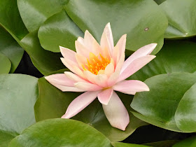 Flower of lotus at the Garden of Dreams in Kathmandu 