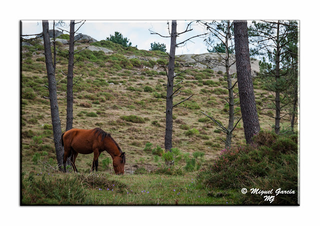 Montes de Galicia. Caballos salvajes.