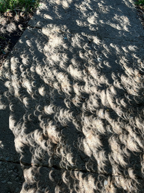 The small gaps in tree leaves created many mini-eclipses, parentheses of light, on the ground during the annular eclipse Saturday, 14 October 2023.